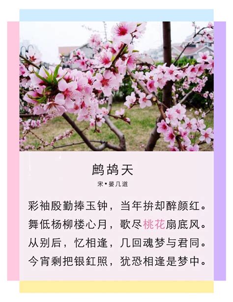 形容桃花|关于桃花的古诗(共1246首)